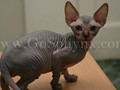 Sphynx(3)