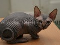 Sphynx(4)