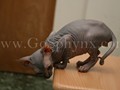 Sphynx(7)