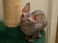 Sphynx(8)