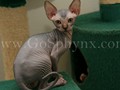 Sphynx(9)