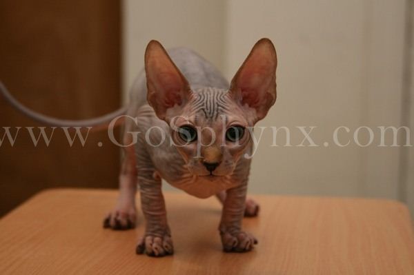 Sphynx(1)