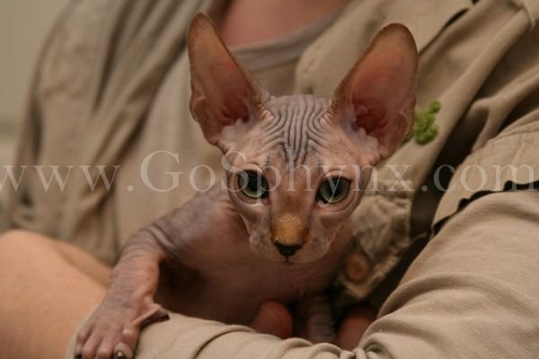 Sphynx(10)