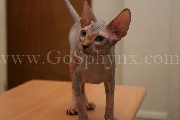 Sphynx(2)