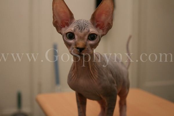 Sphynx(3)