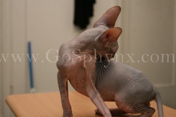 Sphynx(4)