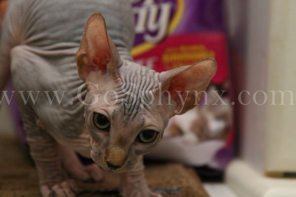 Sphynx(5)