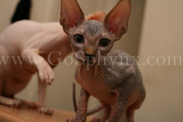 Sphynx(7)