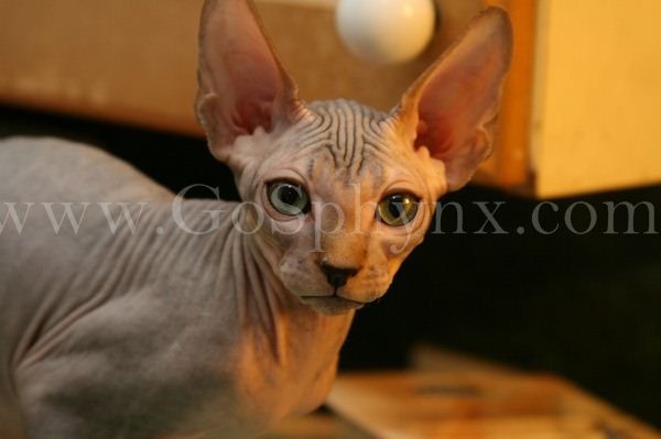 Sphynx(8)