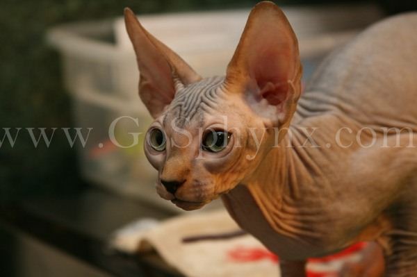 Sphynx(9)