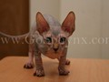 Sphynx(1)