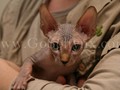 Sphynx(10)