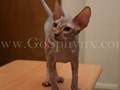 Sphynx(2)