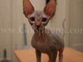 Sphynx(3)