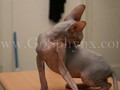 Sphynx(4)