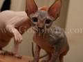 Sphynx(7)