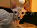 Sphynx(8)