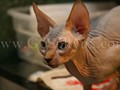 Sphynx(9)