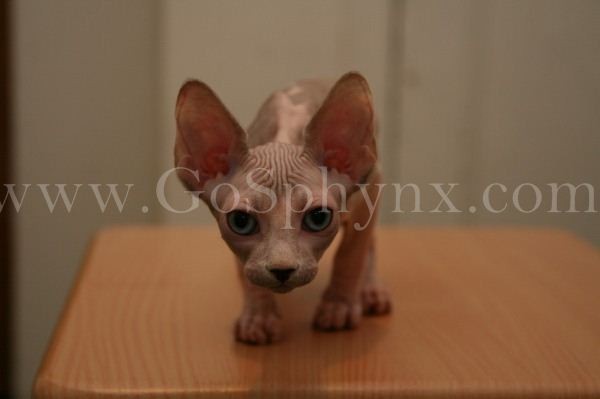 Sphynx(1)