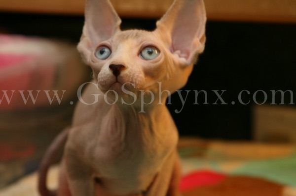 Sphynx(10)