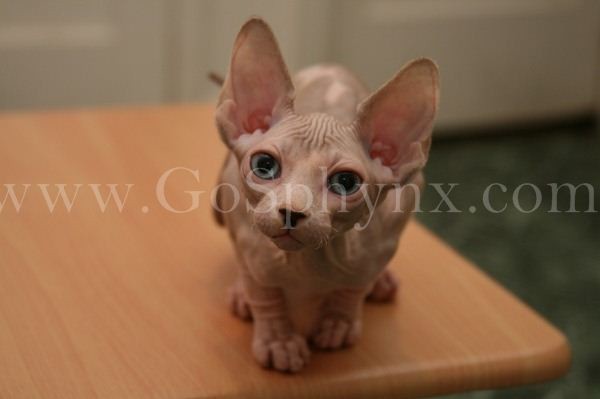 Sphynx(3)