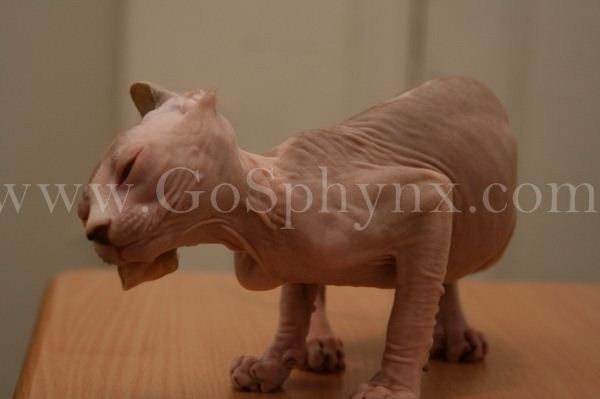 Sphynx(5)