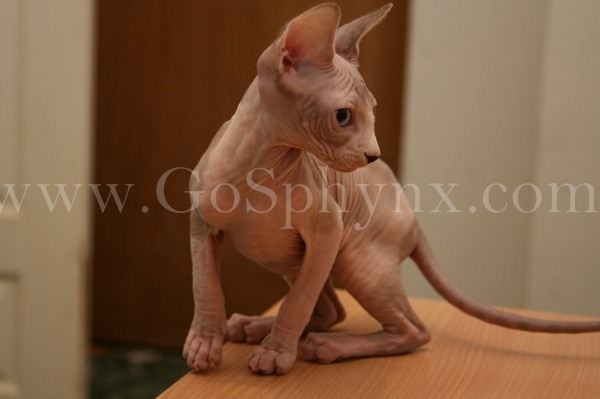 Sphynx(6)