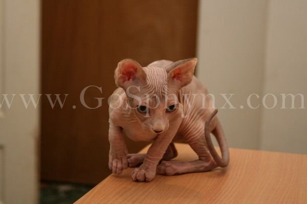 Sphynx(7)