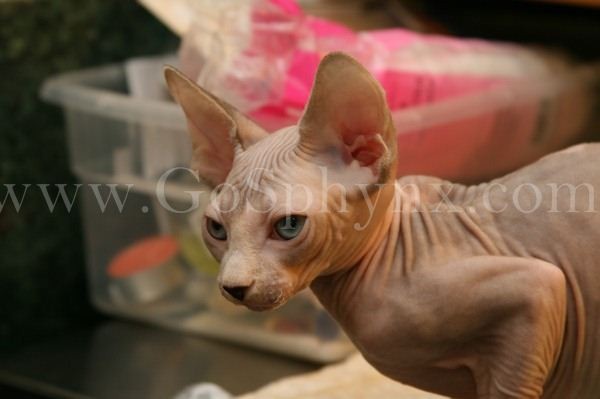 Sphynx(8)