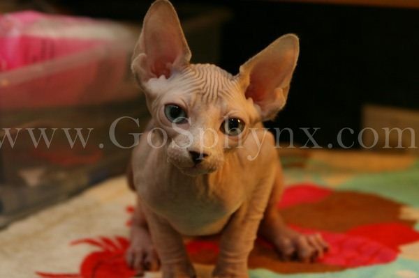 Sphynx(9)