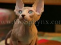 Sphynx(10)