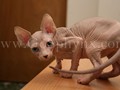 Sphynx(4)