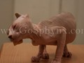 Sphynx(5)