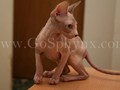 Sphynx(6)