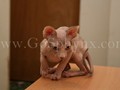 Sphynx(7)