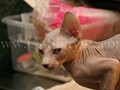 Sphynx(8)