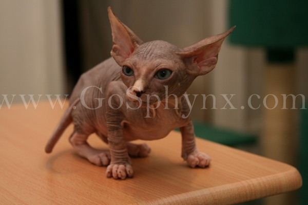 Sphynx(1)