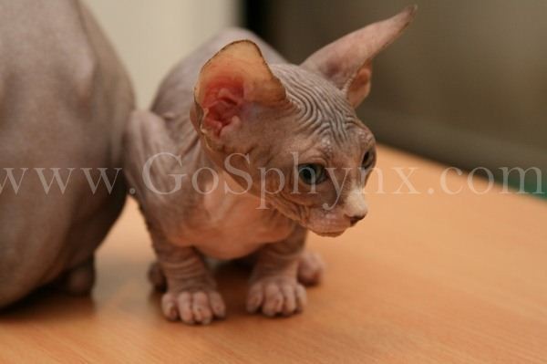 Sphynx(10)