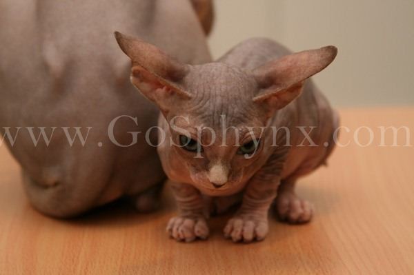 Sphynx(11)