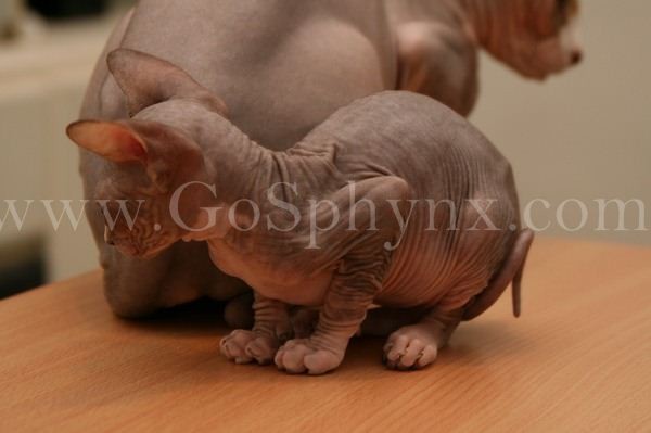 Sphynx(12)