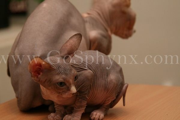 Sphynx(13)