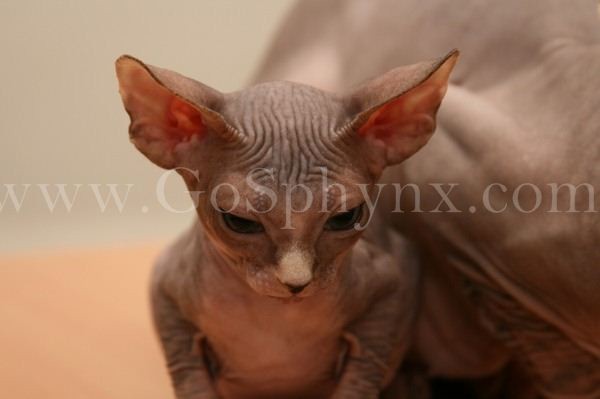 Sphynx(15)