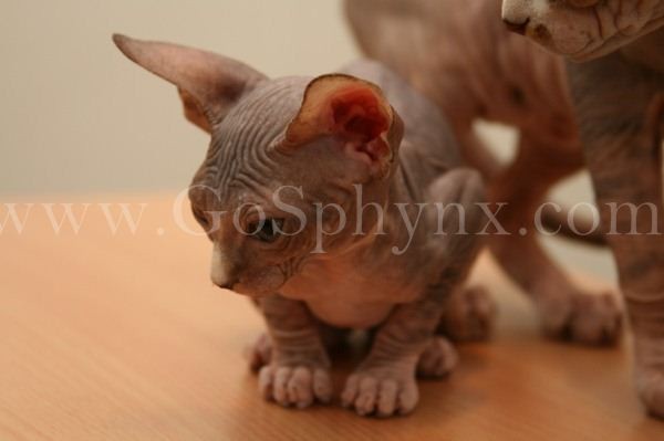 Sphynx(16)