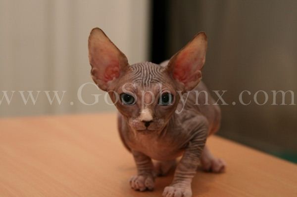 Sphynx(2)