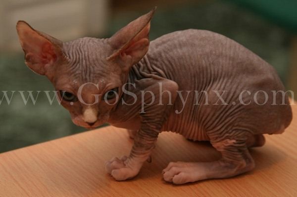 Sphynx(3)