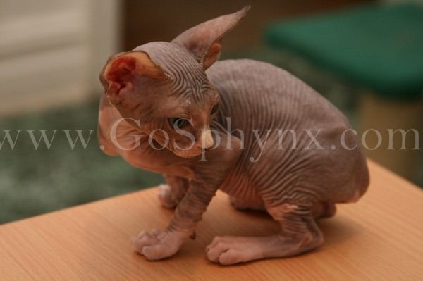 Sphynx(4)