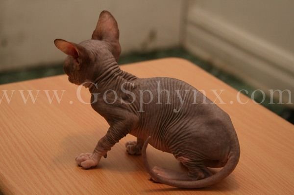 Sphynx(5)