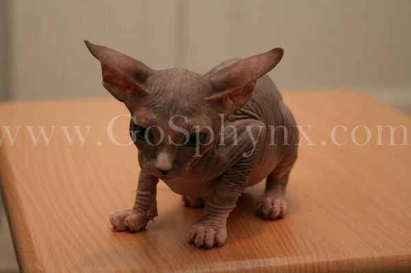 Sphynx(6)