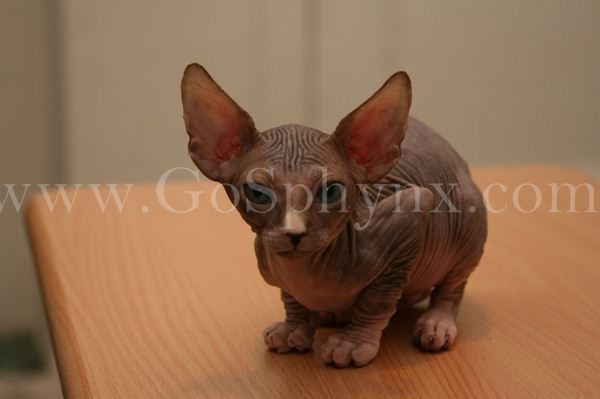 Sphynx(7)