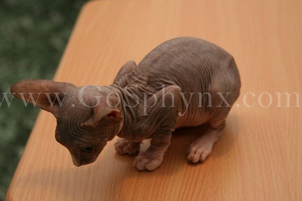 Sphynx(8)